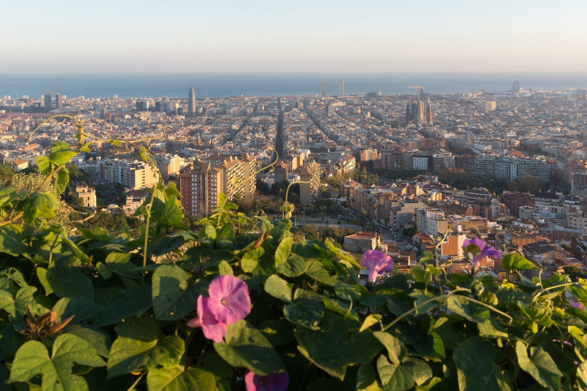 View over Barcelona from the Bunkers del Carmel hill in warm low light: the street grid, the Sagrada Família, the twin towers by the port and the Mediterranean, behind pink morning-glory flowers